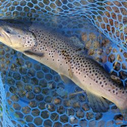 大物連発！ ～高島の泉～